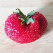 Die Erdbeere für eine kalorienarme Diät